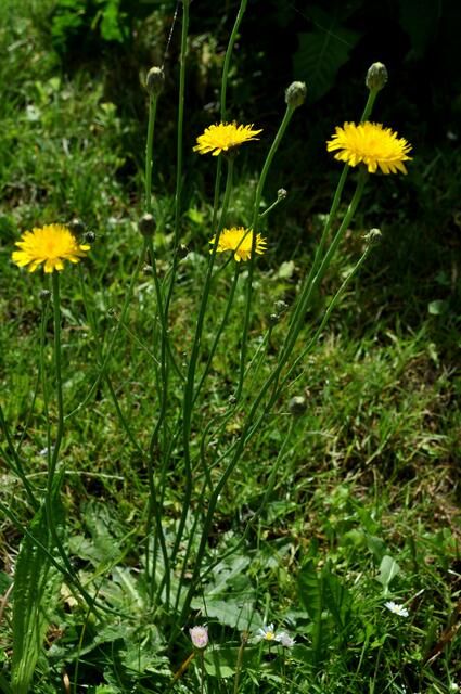 Ferkelkraut. Hypochaeris radicata | Foto: Daniela Somers