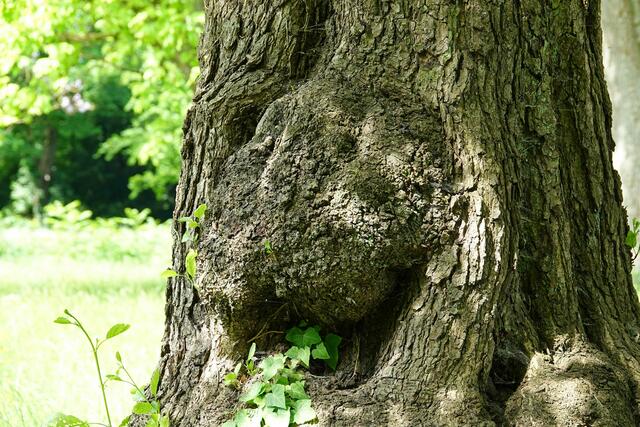 Hungriges Baumgesicht