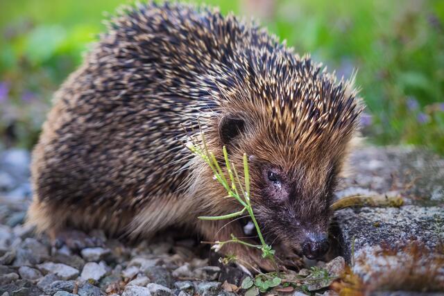 Abgemagert zeigte sich ein Igel bei Rüdiger Reingräber im Künzelsauer Garten. | Foto: Rüdiger Reingräber