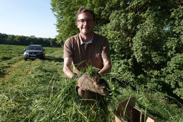 Nach dem Mähen werden die Kitze sogleich wieder am Waldrant im hohen Gras versteckt. Wenn die Reh-Geiß dem Kitz fiept, meldet es sich ebenfalls mit einem leisen Fiep. So findet die Geiß rasch wieder ihren Nachwuchs.