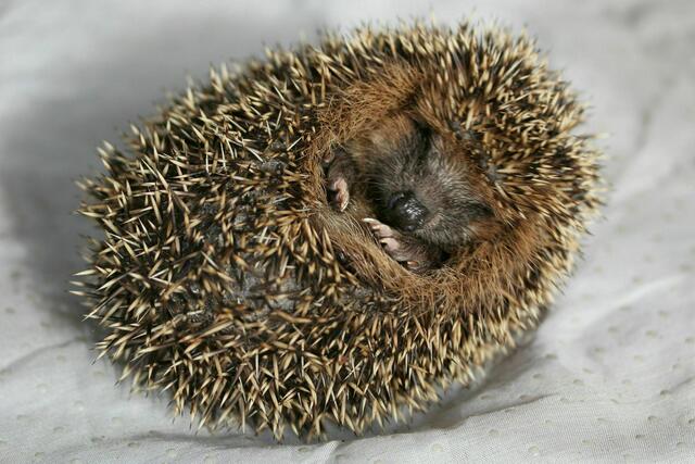 Uschi Duglin hatte elf Igel in der Nachbarschaft. | Foto: Uschi Dugulin