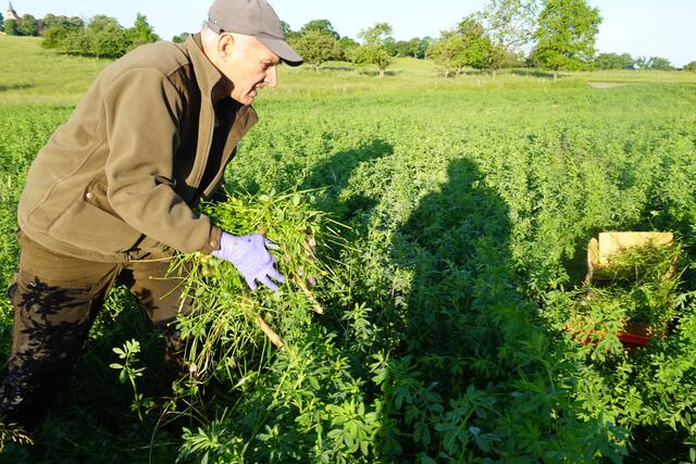 Roland Tscharf hebt des Rehkitz in frischem Gras verpackt vorsichtig in die bereitgestellte Kiste.