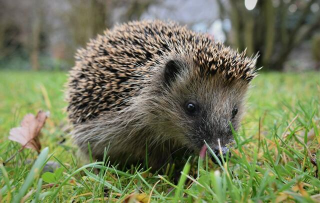 Uwe Heimberger hat einen Igel in seinem Garten fotografiert. | Foto: Uwe Heimberger