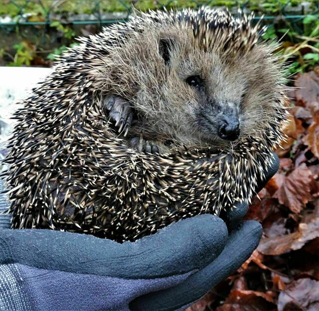 Magnus Diller trägt Handschuhe, wenn er einen seiner Schützlinge – hier ist es Rudi – vorsichtig anfasst. | Foto: Magnus Diller