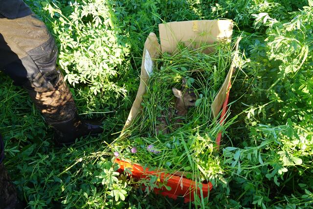 Das Kitz in der Kiste verhällt sich völlig ruhig und bewegt sich nicht. Das ist eine gute Schutzfunktion des jungen Wildtieres.