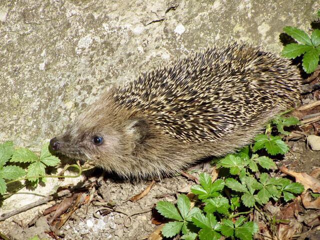 Auch bei Moni Bordt gab es Igel-Nachwuchs. | Foto: Moni Bordt