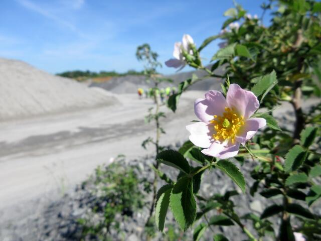 Doch dann die Rosen, hier eine Hagebutte oder Hundsrose.