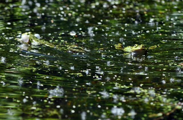 Frösche im Teich | Foto: Daniela Somers