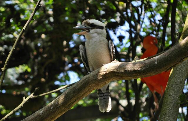 der lachende Hans. Kookaburra. | Foto: Daniela Somers