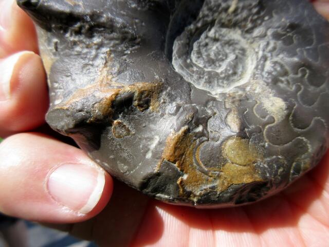 Muschelkalk