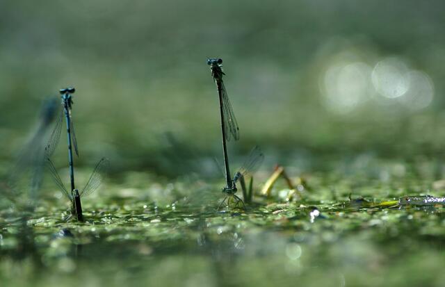 Libellen zu Hunderten auf der Wasseroberfläche bei der Paarung. | Foto: Daniela Somers