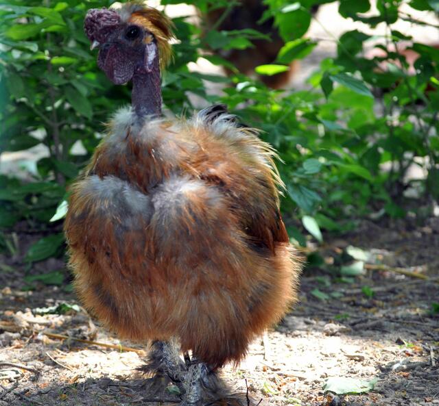 Seidenhuhn. Aber ich denke es ist gerade Mauserzeit. | Foto: Daniela Somers