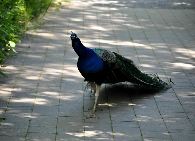 Neugierig sind sie auch. | Foto: Daniela Somers