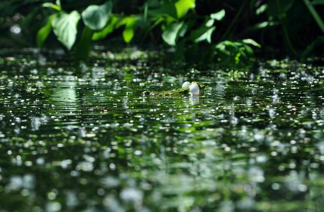Frösche im Teich | Foto: Daniela Somers