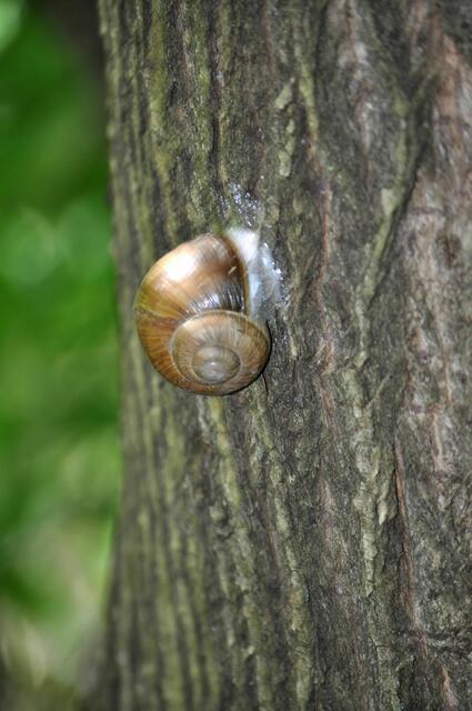Und a Schneckle am Baum | Foto: Daniela Somers