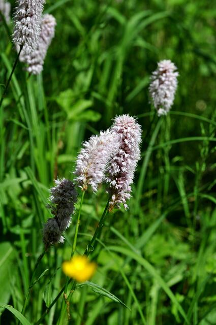 Schlangen-Knöterich | Foto: Daniela Somers