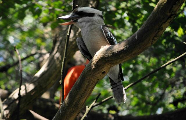 der lachende Hans. Kookaburra. | Foto: Daniela Somers