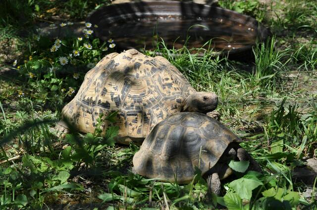 Schildkröten | Foto: Daniela Somers