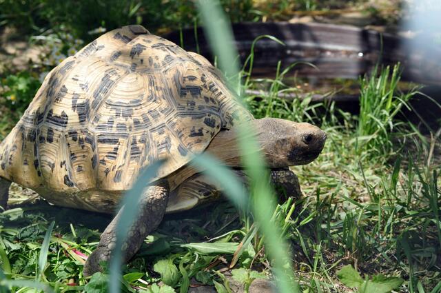 Schildköten. Auch ihr Gehege ist wirklich schön naturbelassen. | Foto: Daniela Somers