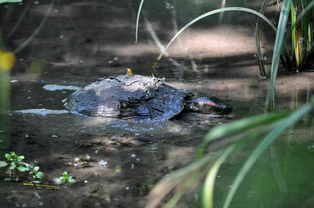 Schildkröte außerhalb des Geheges | Foto: Daniela Somers