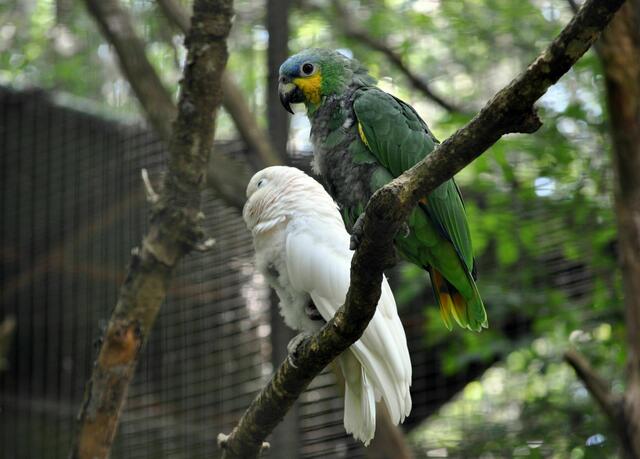 Amazonen. | Foto: Daniela Somers