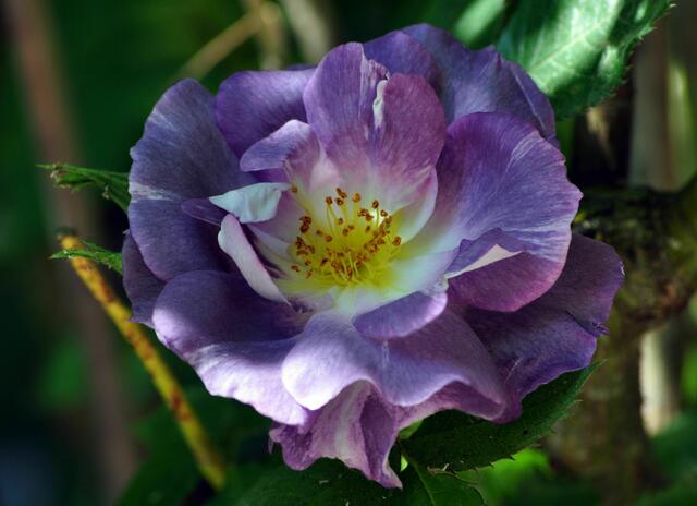 Kletterrose in einer wunderschönen Farbe | Foto: Daniela Somers