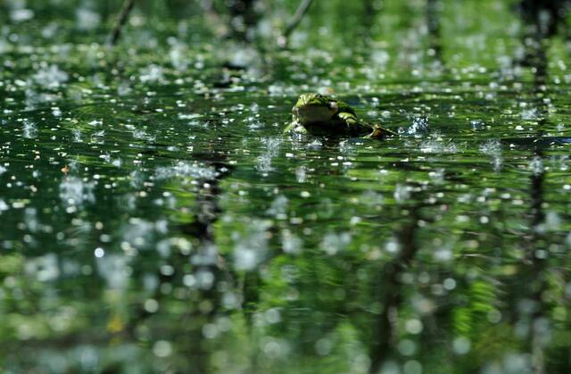 Frösche im Teich | Foto: Daniela Somers