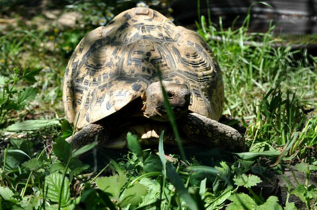 Schildkröte | Foto: Daniela Somers