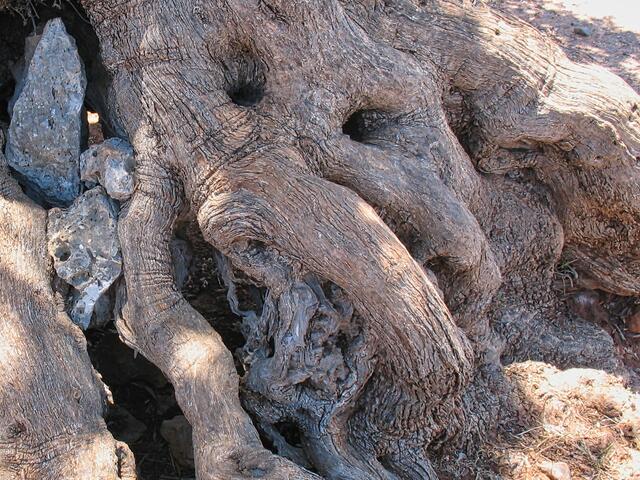 Könnte ein Tapir sein