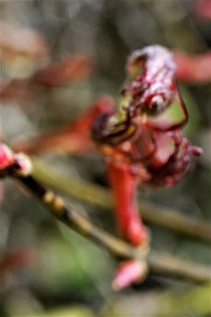 Ich bin der quirlige Gnom im Fächerahorn!