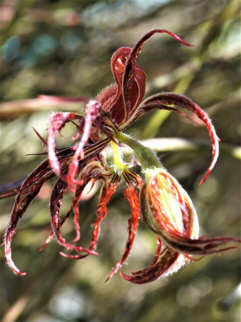 Der Paradiesvogel (Fächerahorn)