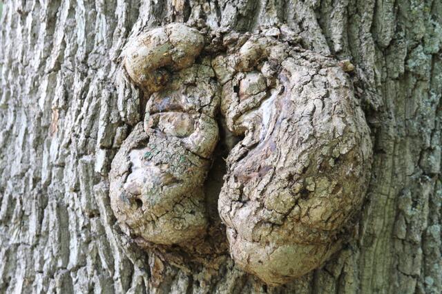 Zwillinge, Baumstamm im Pfühlpark, HN