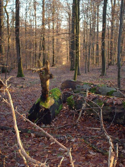 Ein Baumstamm wie ein Hirsch