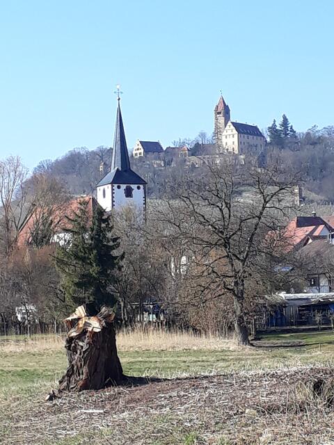 Vogelkopf im Baumstumpf (Stockheim)