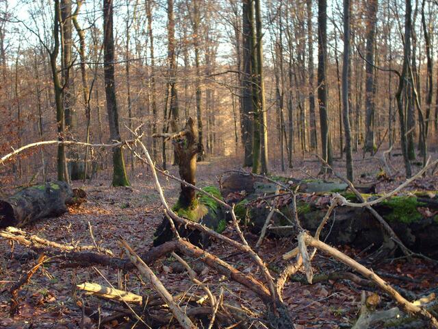 ... Den "liegenden Hirsch" nochmals im Querformat
