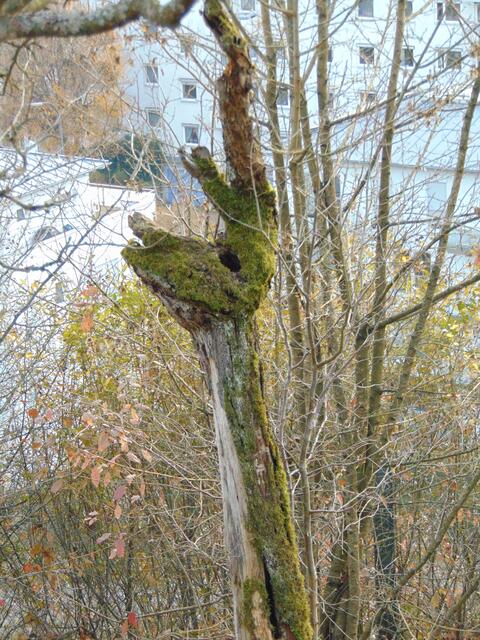 Ich bin eine Giraffe mit besonders langen Ohren, oder?