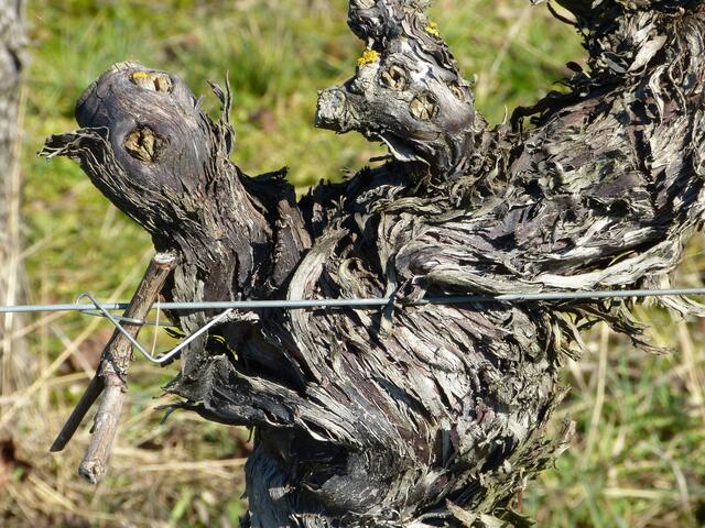 Heimatreporter Wolfgang Link hat an diesem alten Rebstock entdeckt, dass sich gleich zwei Gesichter darin verstecken: einen Hahn und eine Henne sieht sicher nicht nur er. | Foto: Wolfgang Link