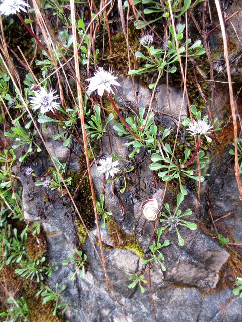 Die herzblättrigen Kugelblumen waren vom Regen am Morgen noch ziemlich zerzaust. Aber die kleine Schnecke freut sich.