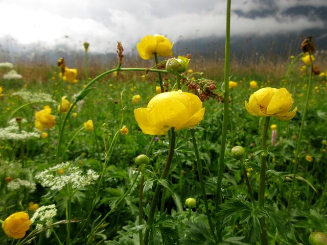 kaum im Tritt, schon muss man wieder stoppen für Fotos, den die Wiesen sind voll mit Trollblumen.