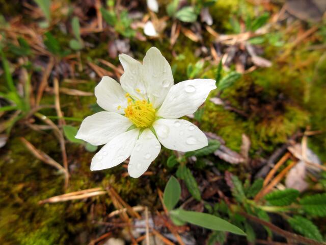 Nein, das ist kein Windröschen und somit auch kein Hahnenfußgewächs, was man unschwer an den Blättern sehen kann. Hier handelt es sich um den Silberwurz, der ein Rosengewächs ist und in den Alpen häufig vorkommt.