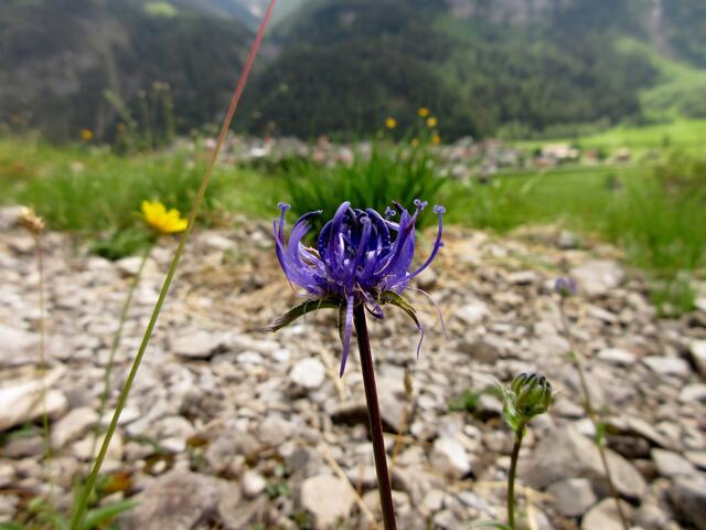Kugelige Teufelskralle, auch eine Alpenpflanze