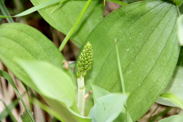 Das Zweiblatt, auch eine Orchidee