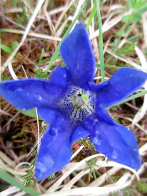 Stengelloser Kalk-Enzian, hier typisch die fünf grünen Flecken am Grund der Blüte, ist der eigentliche Alpenenzian und als solcher bekannt. Er wird auch Kalk-Glockenenzian genannt.