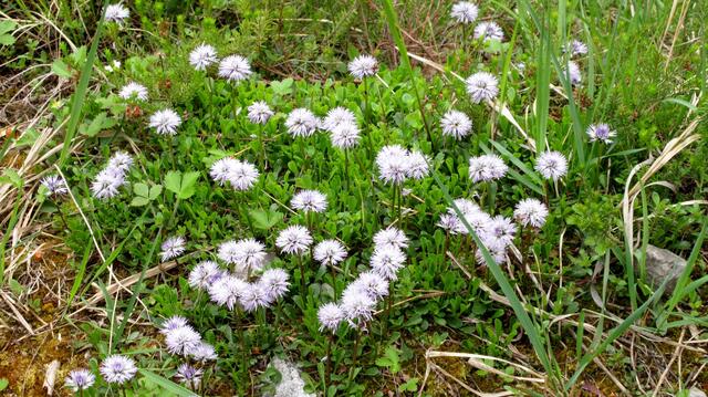 Und an diesem Tag sind die Kugelblumen trocken und um so hübscher. Auf der Schwäbischen Alb muss man Glück haben, um sie anzutreffen, im Lechtal sind sie Wegbegleiter.