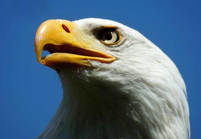 Clinton, der Weißkopfseeadler | Foto: Daniela Somers