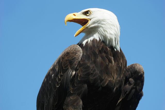 Clinton, der Weißkopfseeadler | Foto: Daniela Somers