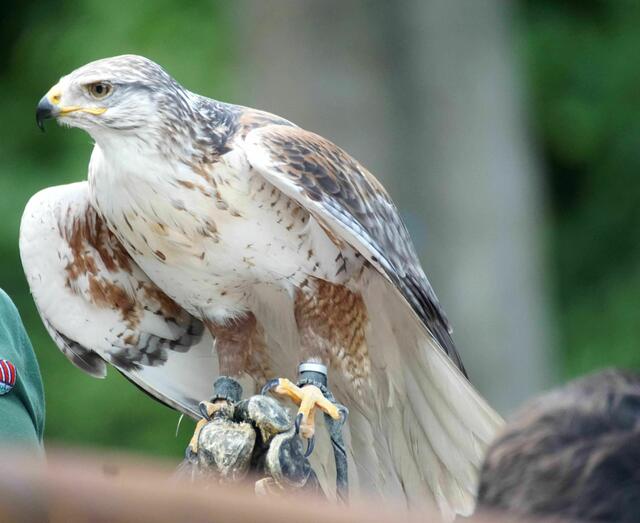 Königsrauhfußbussard Remus | Foto: Daniela Somers