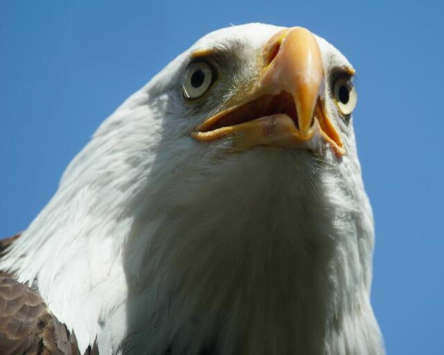 Clinton, der Weißkopfseeadler | Foto: Daniela Somers