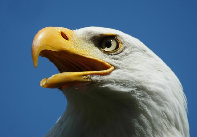 Clinton, der Weißkopfseeadler | Foto: Daniela Somers