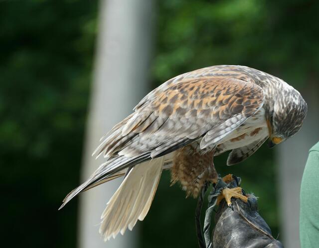 Königsrauhfußbussard Remus | Foto: Daniela Somers